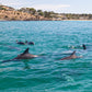 75 minute Kangaroo Island Ocean Safari