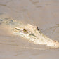 Spectacular Jumping Crocodile Cruise