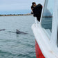 Dolphin and Shipwreck Cruise