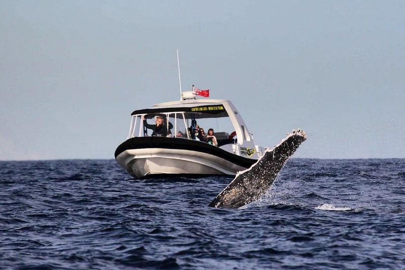Cultural Whale Watching