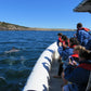 Kangaroo Island Snorkelling Tour