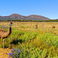Wilpena Pound 3 Night Discovery Package